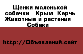 Щенки маленькой собачки - Крым, Керчь Животные и растения » Собаки   